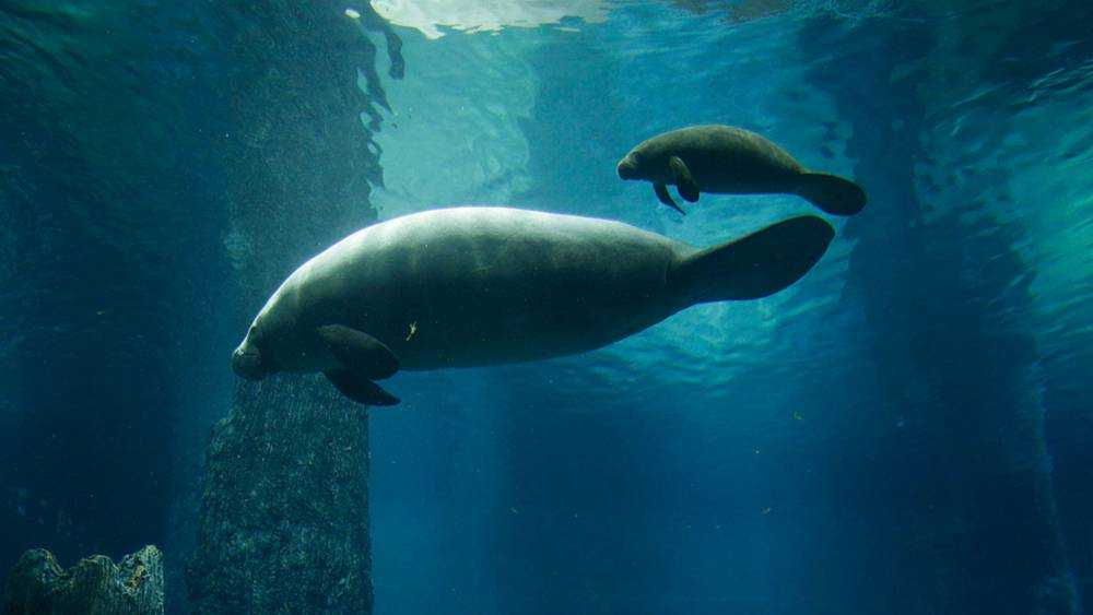 manatee