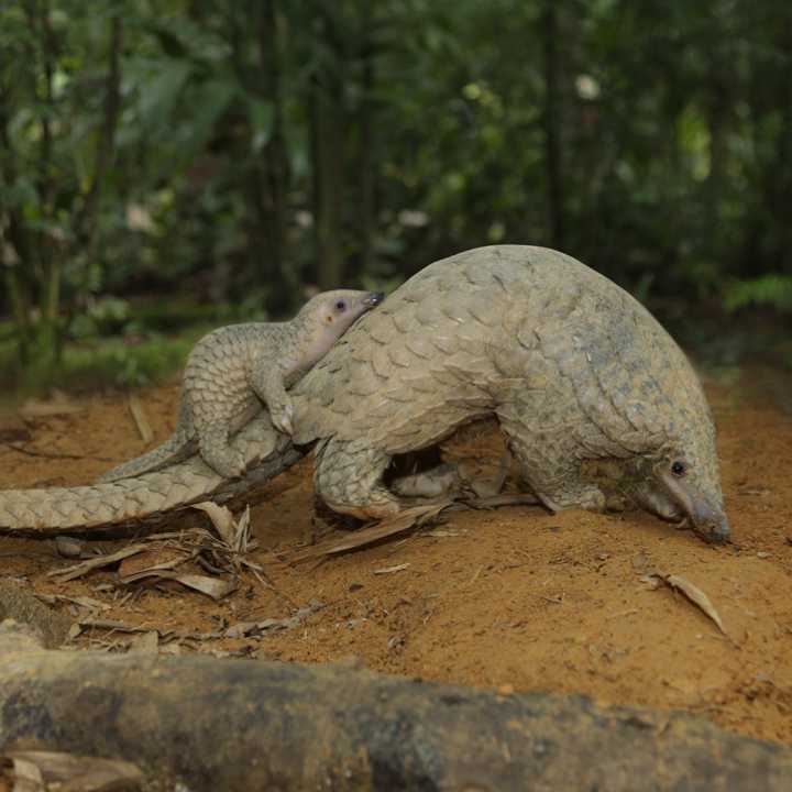 pangolin