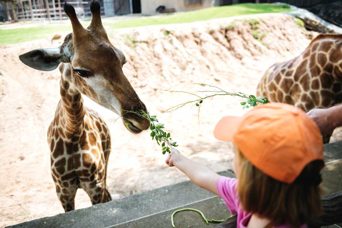 singapore-zoo