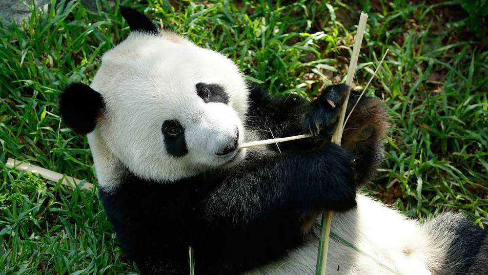 giant-panda-forest